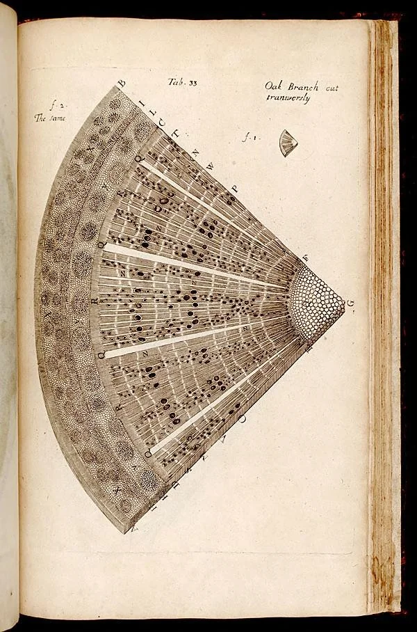 An illustration from The anatomy of plants : with an idea of a philosophical history of plants : and several other lectures read before the Royal Society / by Nehemiah Grew ..., 1682, leaf 450