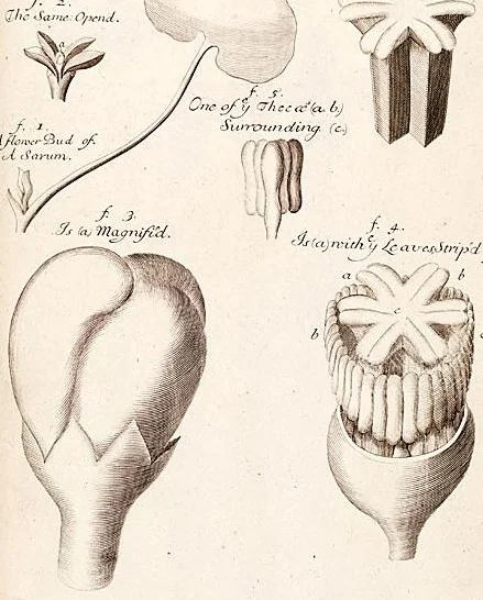 An illustration from The anatomy of plants : with an idea of a philosophical history of plants : and several other lectures read before the Royal Society / by Nehemiah Grew ..., 1682, leaf 514