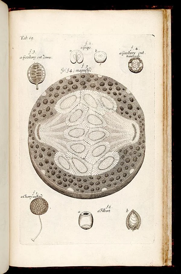 An illustration from The anatomy of plants : with an idea of a philosophical history of plants : and several other lectures read before the Royal Society / by Nehemiah Grew ..., 1682, leaf 524