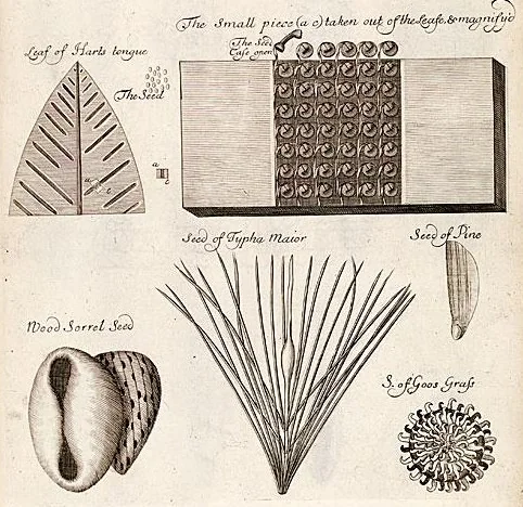 An illustration from The anatomy of plants : with an idea of a philosophical history of plants : and several other lectures read before the Royal Society / by Nehemiah Grew ..., 1682, leaf 530