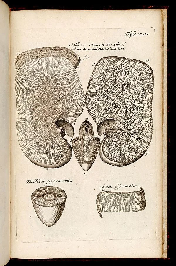 An illustration from The anatomy of plants : with an idea of a philosophical history of plants : and several other lectures read before the Royal Society / by Nehemiah Grew ..., 1682, leaf 544