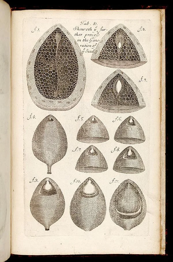 An illustration from The anatomy of plants : with an idea of a philosophical history of plants : and several other lectures read before the Royal Society / by Nehemiah Grew ..., 1682, leaf 548