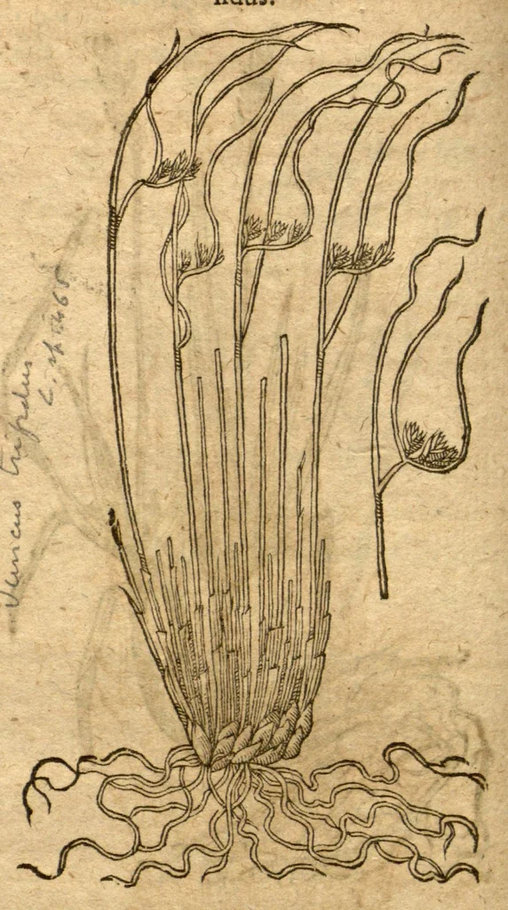 An illustration from Prodromos Theatri botanici Caspari Bauhini basileens ... : in quo plantæ supra sexcentæ ab ipso primum descriptæ cum plurimis figuris proponuntur., 1620, leaf 29