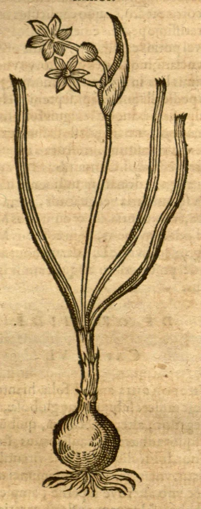 An illustration from Prodromos Theatri botanici Caspari Bauhini basileens ... : in quo plantæ supra sexcentæ ab ipso primum descriptæ cum plurimis figuris proponuntur., 1620, leaf 34