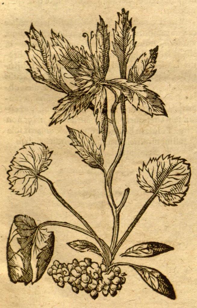 An illustration from Prodromos Theatri botanici Caspari Bauhini basileens ... : in quo plantæ supra sexcentæ ab ipso primum descriptæ cum plurimis figuris proponuntur., 1620, leaf 40