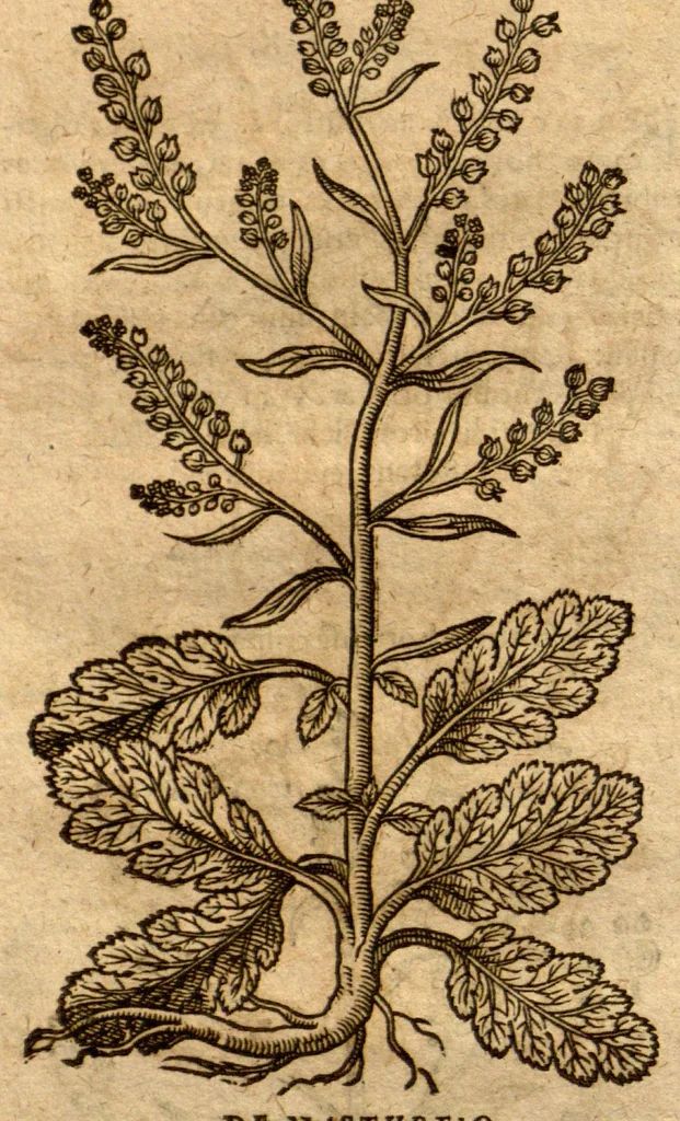 An illustration from Prodromos Theatri botanici Caspari Bauhini basileens ... : in quo plantæ supra sexcentæ ab ipso primum descriptæ cum plurimis figuris proponuntur., 1620, leaf 51