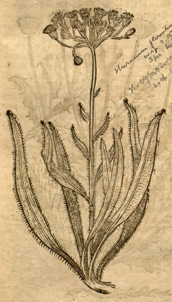 An illustration from Prodromos Theatri botanici Caspari Bauhini basileens ... : in quo plantæ supra sexcentæ ab ipso primum descriptæ cum plurimis figuris proponuntur., 1620, leaf 74