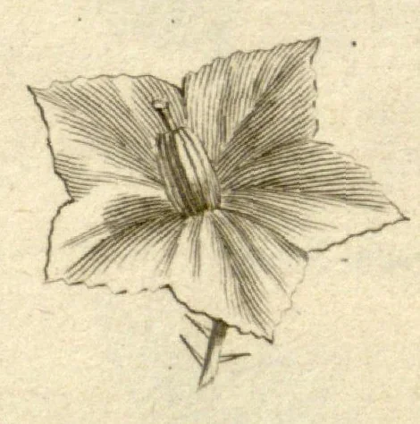 An illustration from Josephi Pitton Tournefort ... Institutiones rei herbaria., 1700, leaf 10