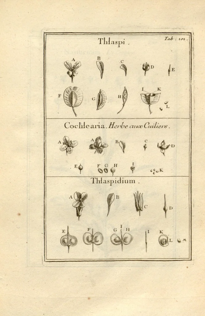 An illustration from Josephi Pitton Tournefort ... Institutiones rei herbaria., 1700, leaf 102