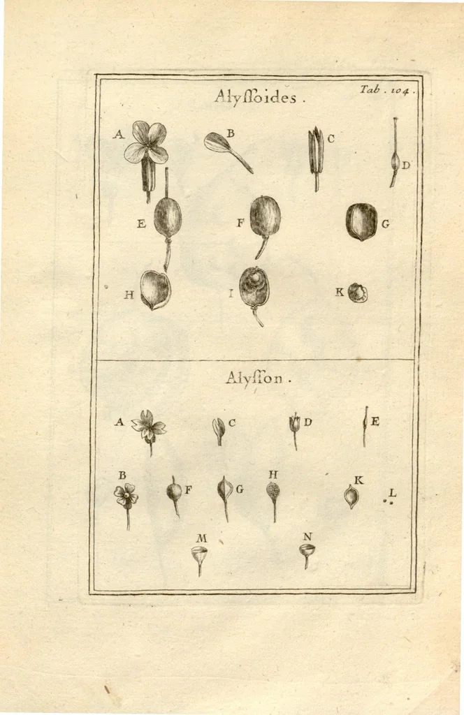 An illustration from Josephi Pitton Tournefort ... Institutiones rei herbaria., 1700, leaf 105