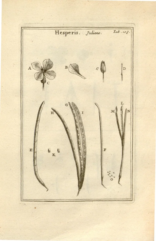 An illustration from Josephi Pitton Tournefort ... Institutiones rei herbaria., 1700, leaf 109