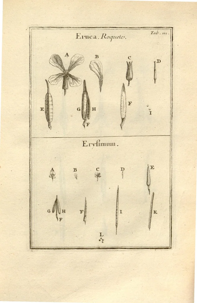 An illustration from Josephi Pitton Tournefort ... Institutiones rei herbaria., 1700, leaf 112