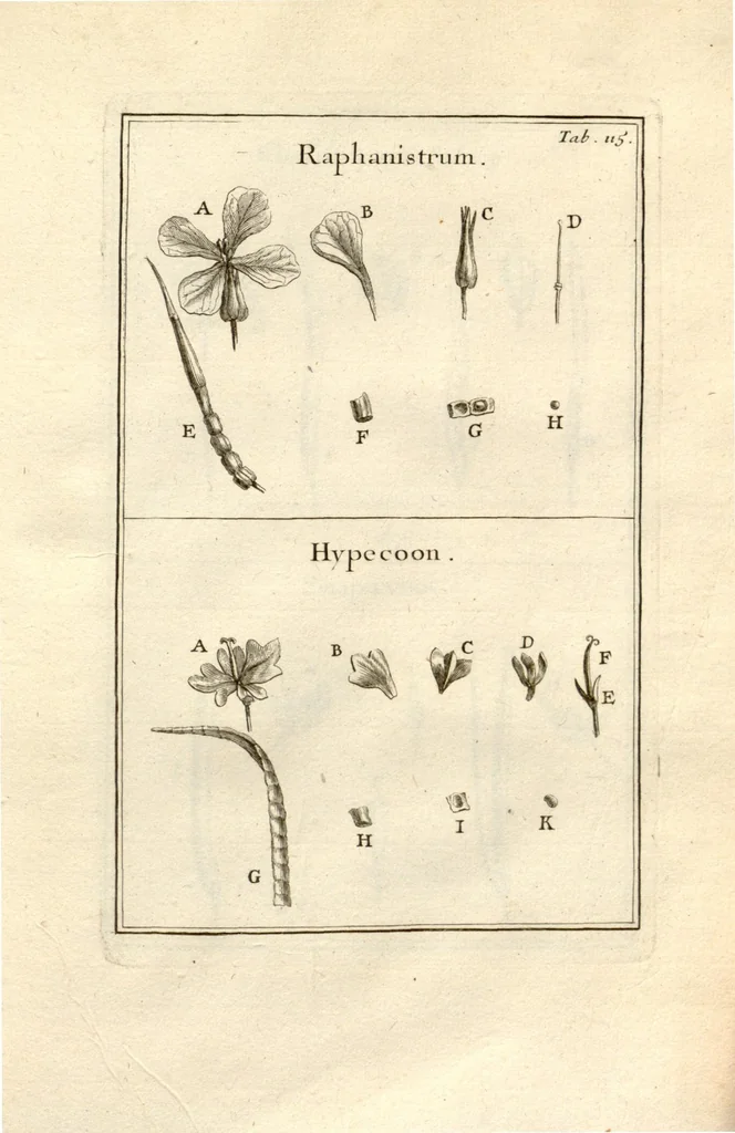 An illustration from Josephi Pitton Tournefort ... Institutiones rei herbaria., 1700, leaf 116