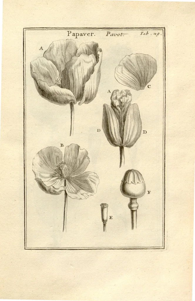 An illustration from Josephi Pitton Tournefort ... Institutiones rei herbaria., 1700, leaf 120