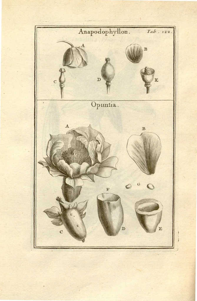 An illustration from Josephi Pitton Tournefort ... Institutiones rei herbaria., 1700, leaf 123