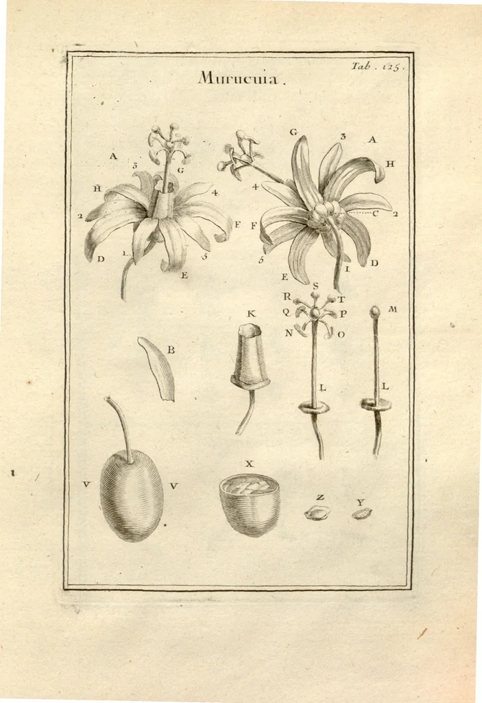 An illustration from Josephi Pitton Tournefort ... Institutiones rei herbaria., 1700, leaf 126