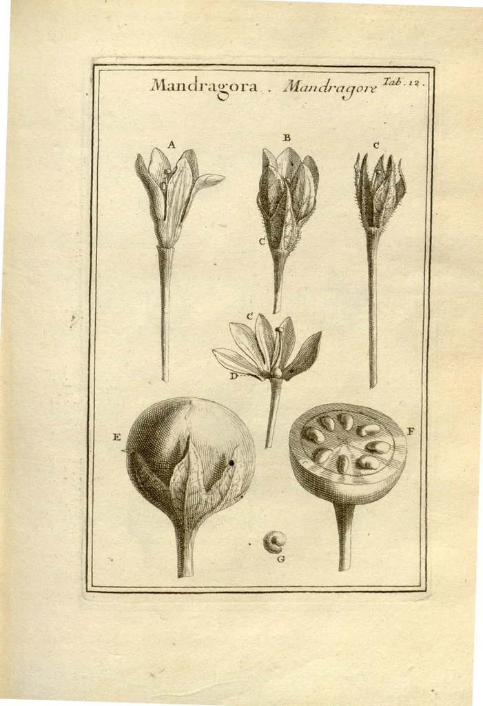 An illustration from Josephi Pitton Tournefort ... Institutiones rei herbaria., 1700, leaf 13