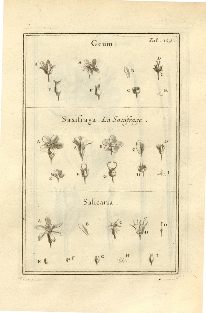 An illustration from Josephi Pitton Tournefort ... Institutiones rei herbaria., 1700, leaf 130