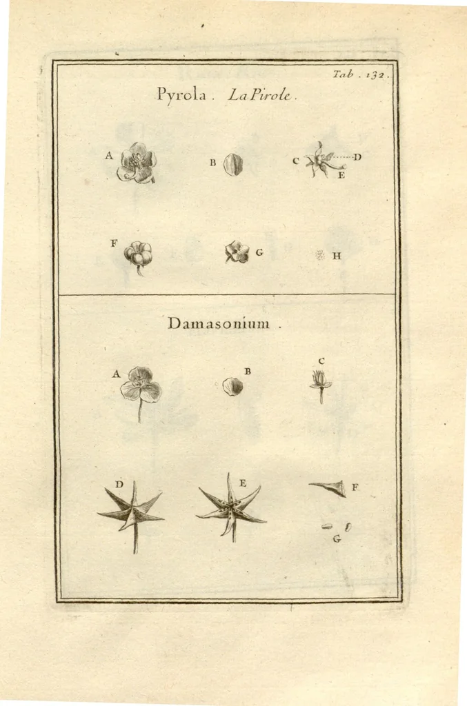 An illustration from Josephi Pitton Tournefort ... Institutiones rei herbaria., 1700, leaf 133