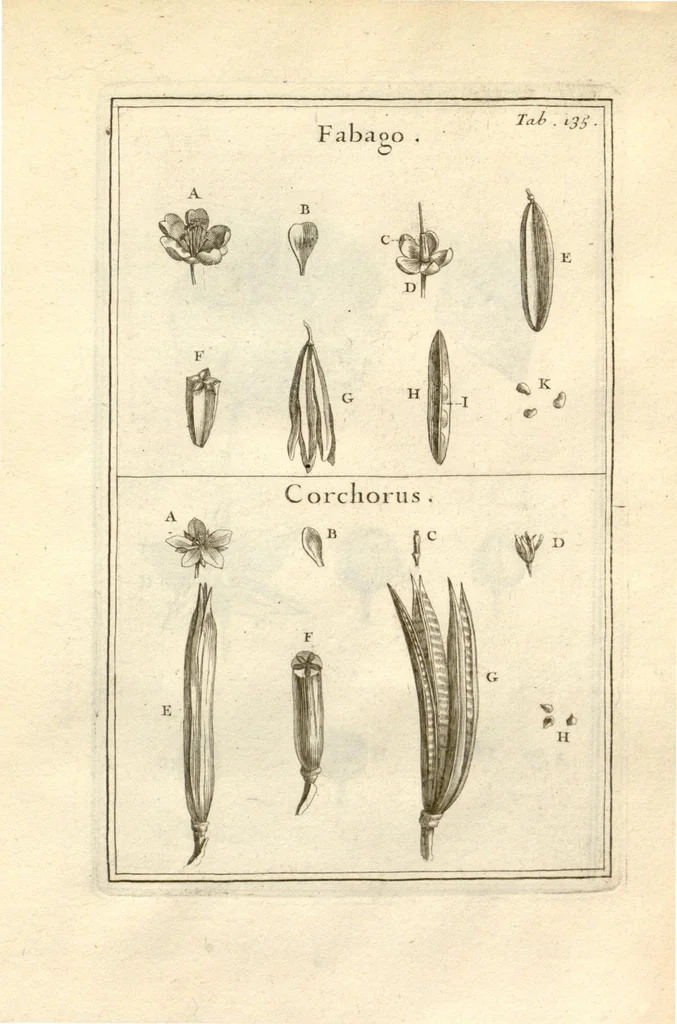 An illustration from Josephi Pitton Tournefort ... Institutiones rei herbaria., 1700, leaf 136