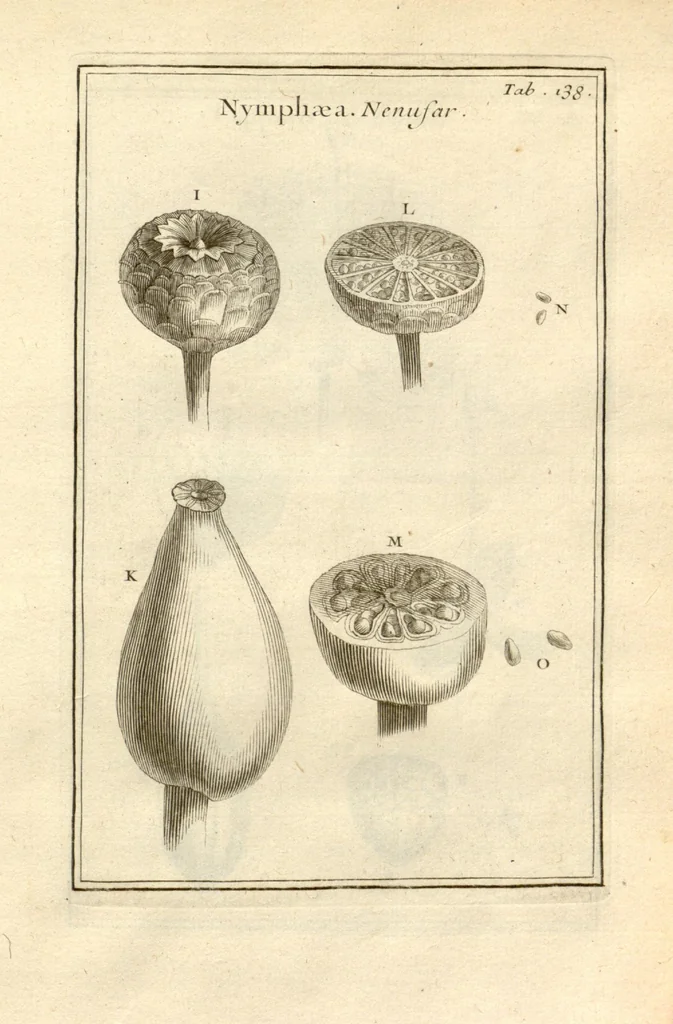 An illustration from Josephi Pitton Tournefort ... Institutiones rei herbaria., 1700, leaf 139