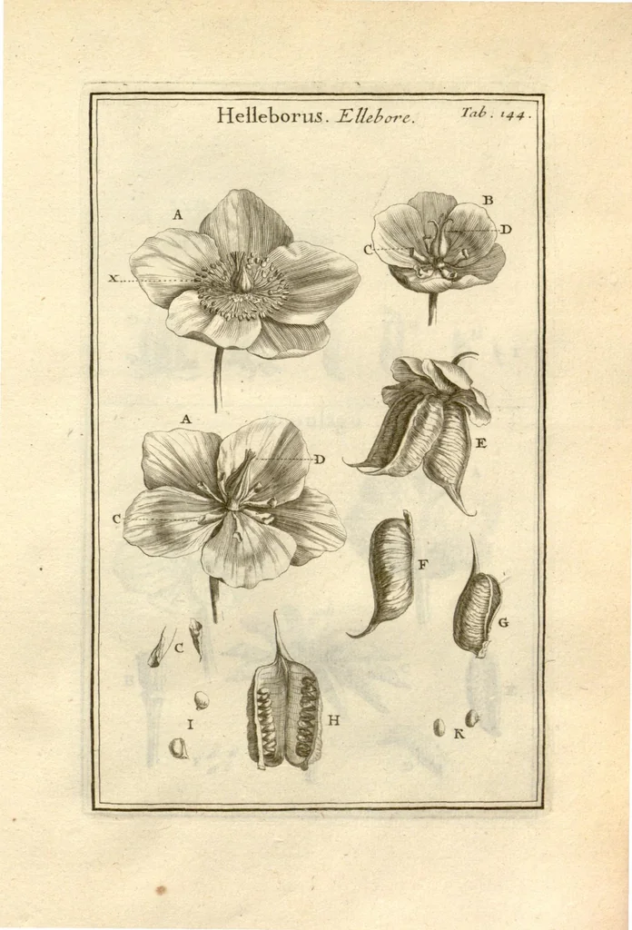 An illustration from Josephi Pitton Tournefort ... Institutiones rei herbaria., 1700, leaf 145