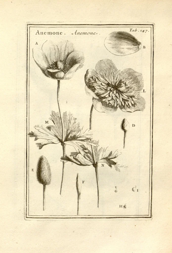 An illustration from Josephi Pitton Tournefort ... Institutiones rei herbaria., 1700, leaf 148