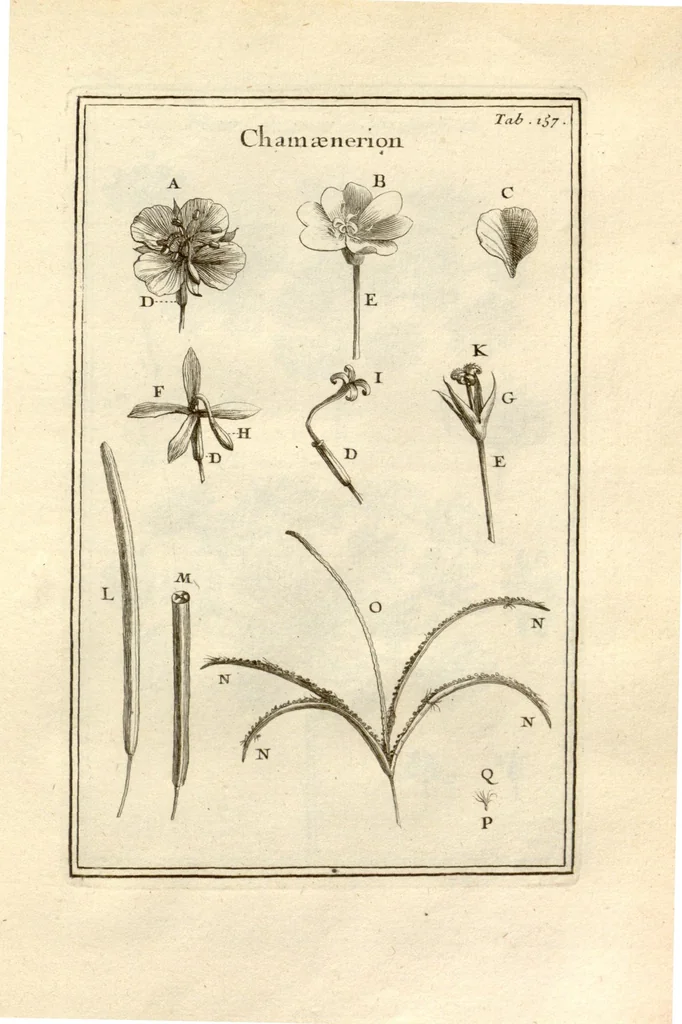 An illustration from Josephi Pitton Tournefort ... Institutiones rei herbaria., 1700, leaf 158