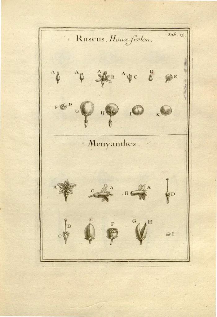 An illustration from Josephi Pitton Tournefort ... Institutiones rei herbaria., 1700, leaf 16