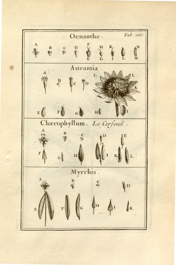 An illustration from Josephi Pitton Tournefort ... Institutiones rei herbaria., 1700, leaf 167