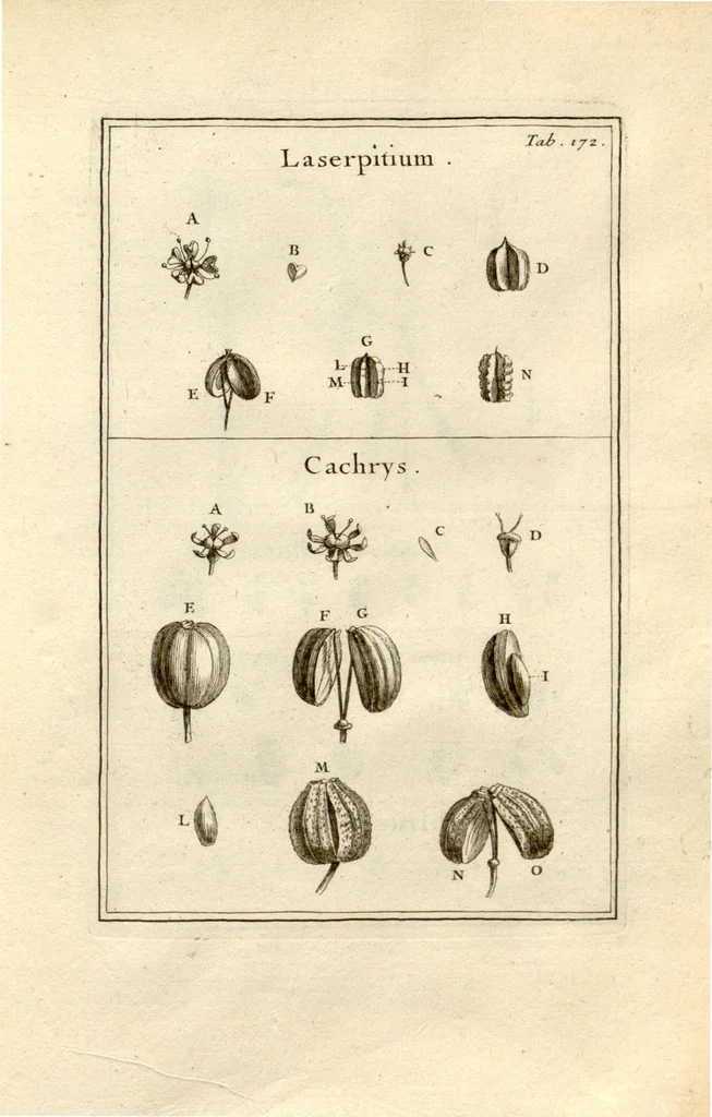 An illustration from Josephi Pitton Tournefort ... Institutiones rei herbaria., 1700, leaf 173
