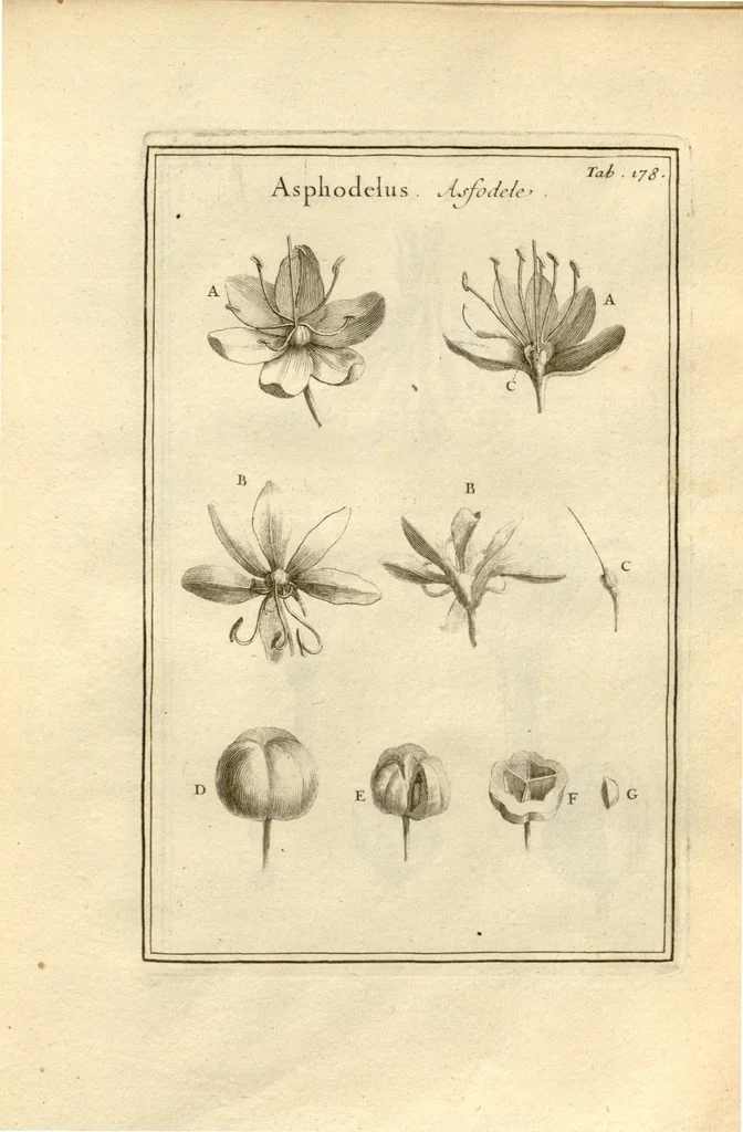 An illustration from Josephi Pitton Tournefort ... Institutiones rei herbaria., 1700, leaf 179