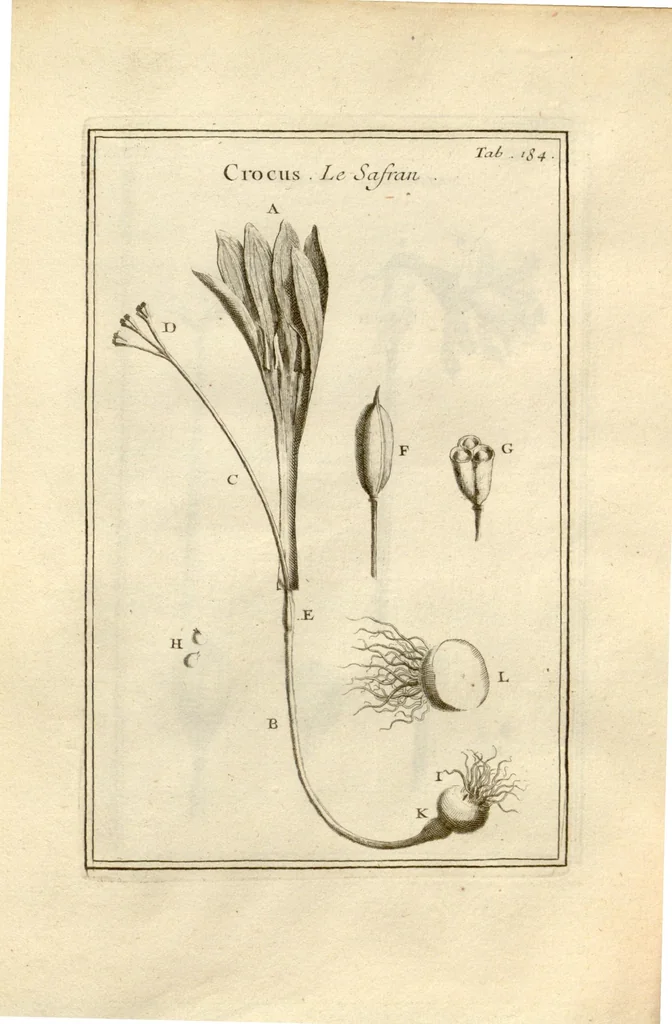An illustration from Josephi Pitton Tournefort ... Institutiones rei herbaria., 1700, leaf 185