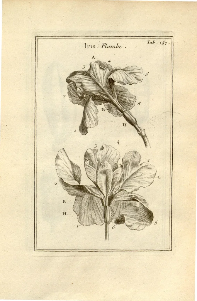 An illustration from Josephi Pitton Tournefort ... Institutiones rei herbaria., 1700, leaf 188