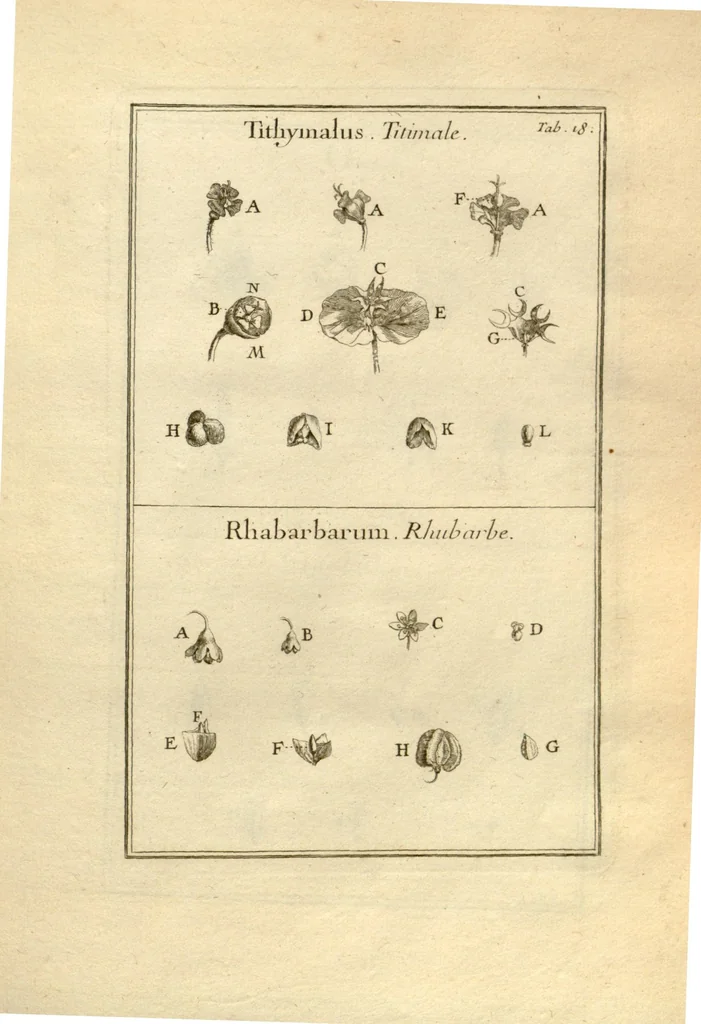 An illustration from Josephi Pitton Tournefort ... Institutiones rei herbaria., 1700, leaf 19