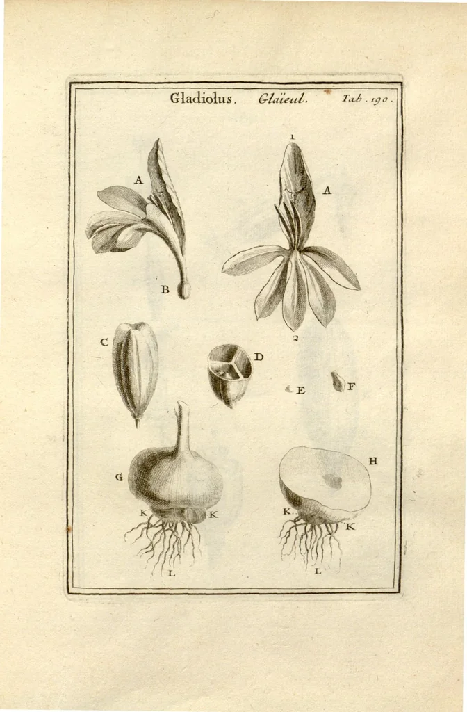 An illustration from Josephi Pitton Tournefort ... Institutiones rei herbaria., 1700, leaf 191