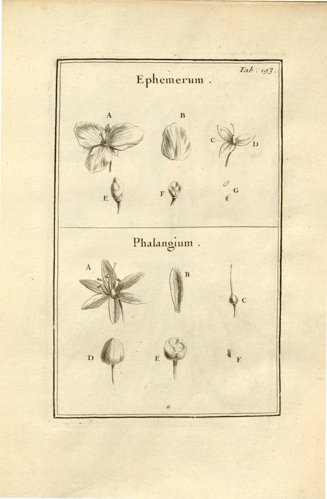 An illustration from Josephi Pitton Tournefort ... Institutiones rei herbaria., 1700, leaf 194