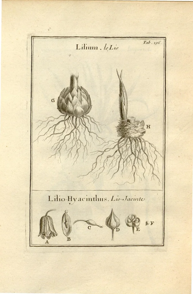 An illustration from Josephi Pitton Tournefort ... Institutiones rei herbaria., 1700, leaf 197