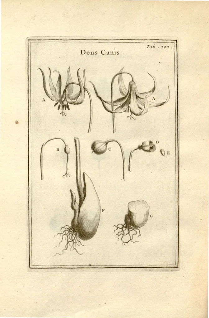 An illustration from Josephi Pitton Tournefort ... Institutiones rei herbaria., 1700, leaf 203