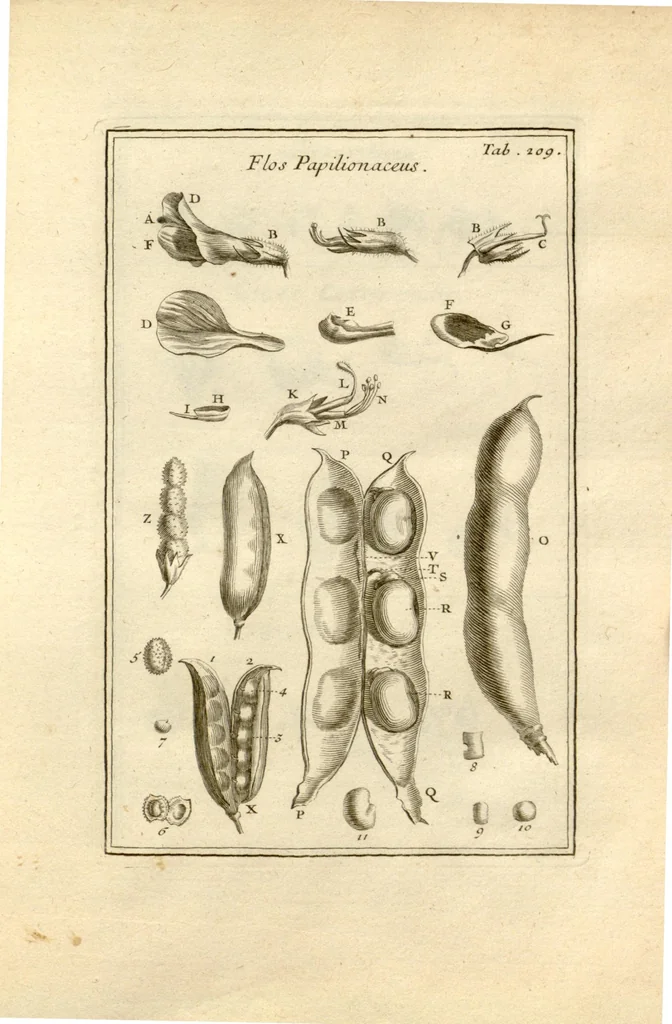 An illustration from Josephi Pitton Tournefort ... Institutiones rei herbaria., 1700, leaf 210