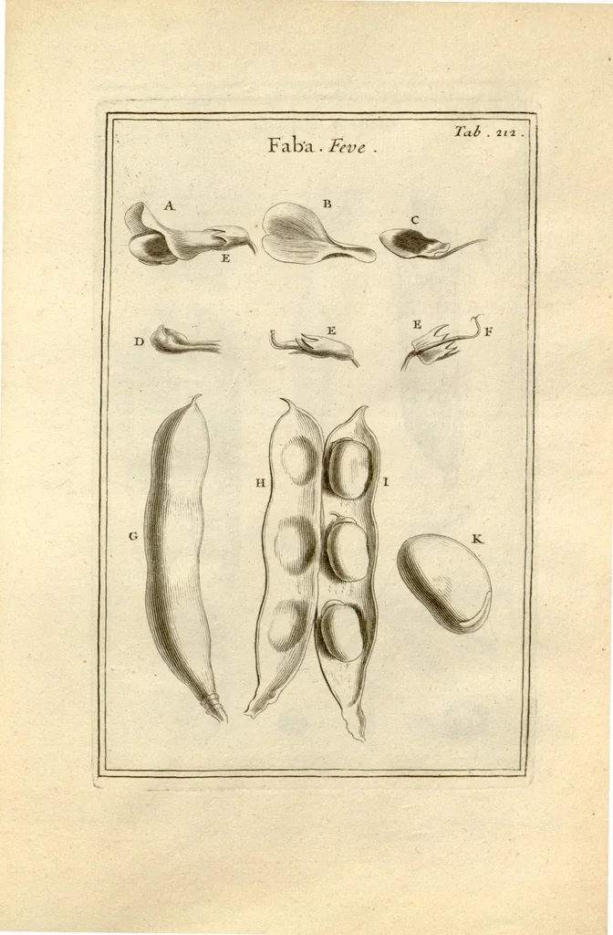 An illustration from Josephi Pitton Tournefort ... Institutiones rei herbaria., 1700, leaf 213