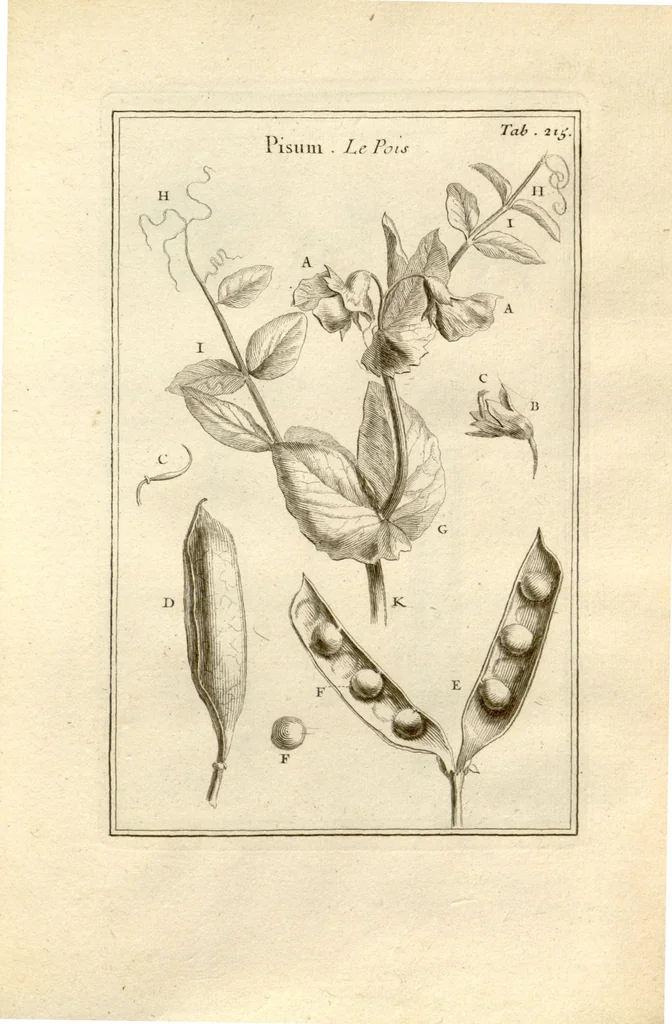 An illustration from Josephi Pitton Tournefort ... Institutiones rei herbaria., 1700, leaf 216