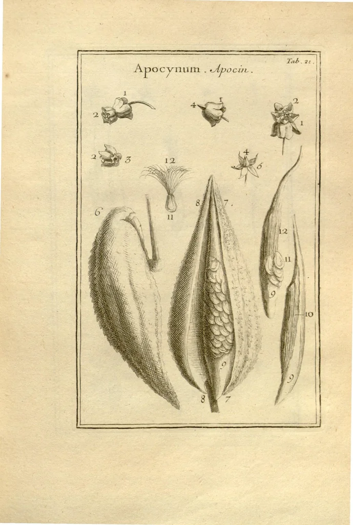 An illustration from Josephi Pitton Tournefort ... Institutiones rei herbaria., 1700, leaf 22