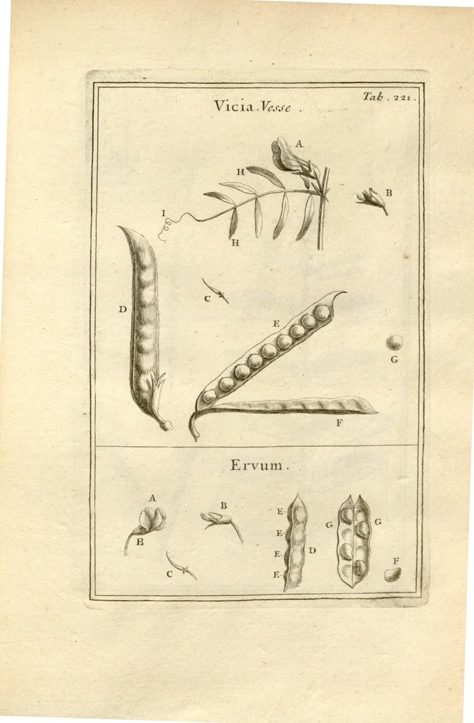 An illustration from Josephi Pitton Tournefort ... Institutiones rei herbaria., 1700, leaf 222