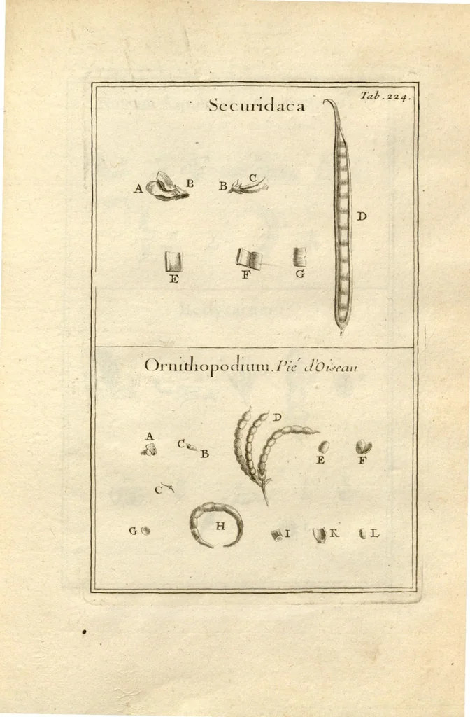 An illustration from Josephi Pitton Tournefort ... Institutiones rei herbaria., 1700, leaf 225