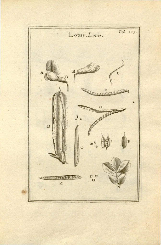 An illustration from Josephi Pitton Tournefort ... Institutiones rei herbaria., 1700, leaf 228