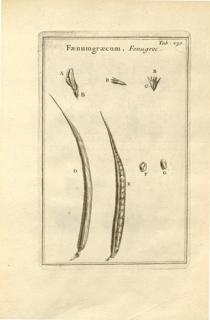 An illustration from Josephi Pitton Tournefort ... Institutiones rei herbaria., 1700, leaf 231