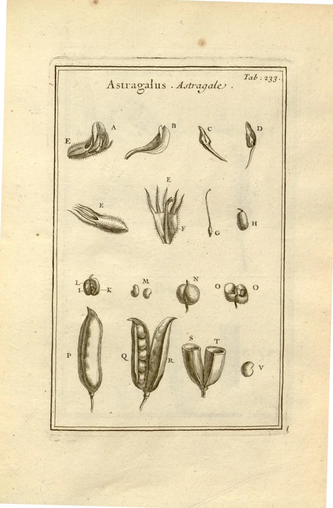 An illustration from Josephi Pitton Tournefort ... Institutiones rei herbaria., 1700, leaf 234