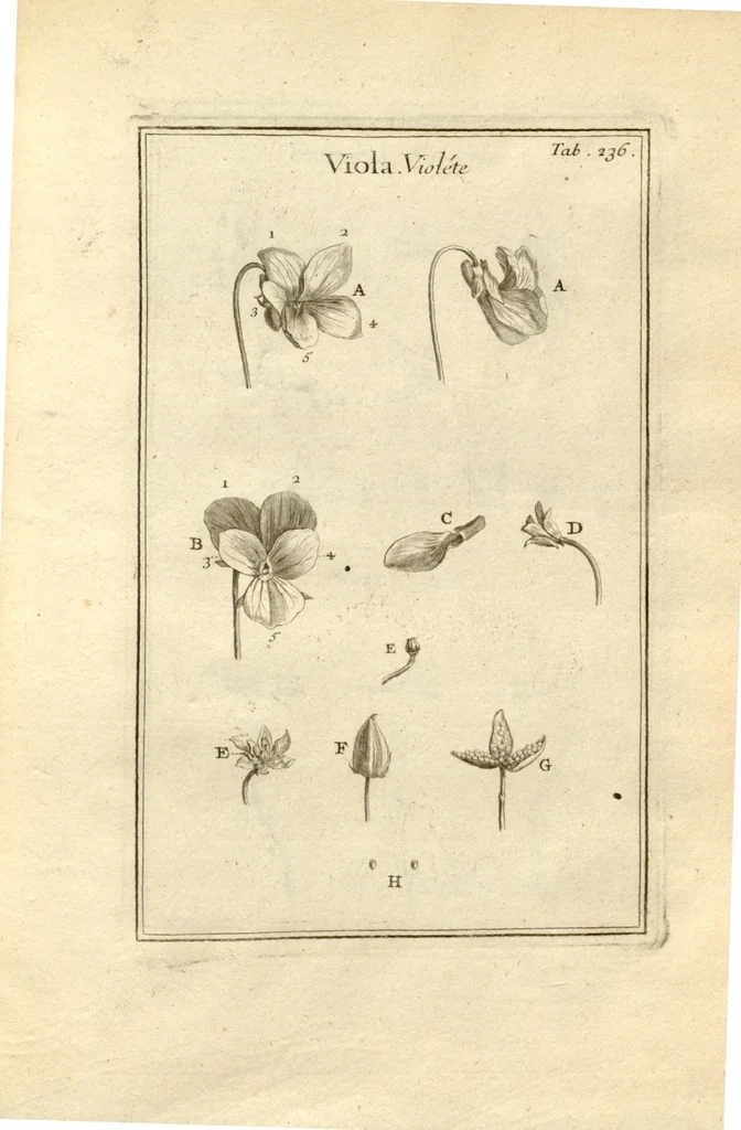 An illustration from Josephi Pitton Tournefort ... Institutiones rei herbaria., 1700, leaf 237