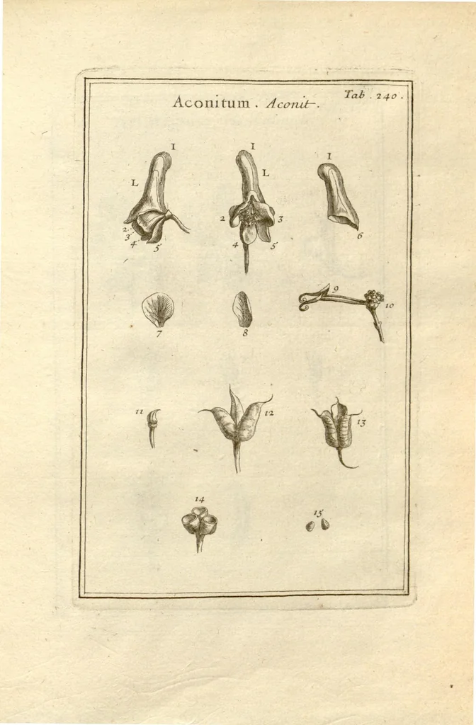 An illustration from Josephi Pitton Tournefort ... Institutiones rei herbaria., 1700, leaf 241